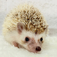 とっとこハリ太郎🦔💫ハリネズミ(シナモンパイド) 男の子