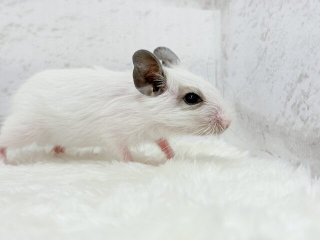 ちっちゃなパンダみぃーつけたっ!🐼デグー(パイド) 女の子 デグー