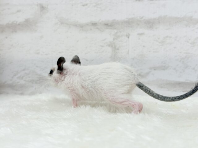 ちっちゃなパンダみぃーつけたっ!🐼デグー(パイド) 女の子 デグー