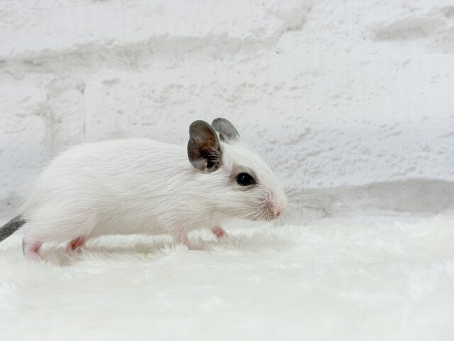 ちっちゃなパンダみぃーつけたっ!🐼デグー(パイド) 女の子 デグー