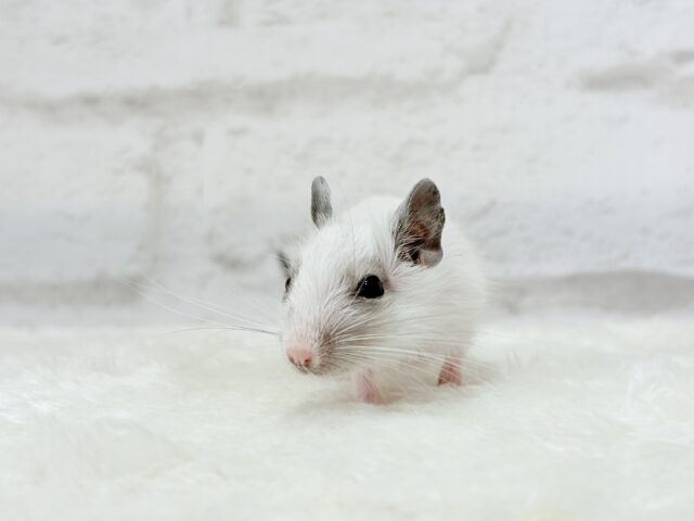 ちっちゃなパンダみぃーつけたっ!🐼デグー(パイド) 女の子 デグー