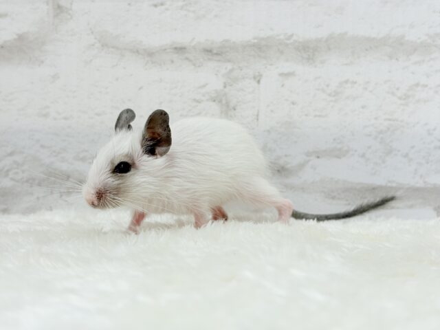 ちっちゃなパンダみぃーつけたっ!🐼デグー(パイド) 女の子 デグー