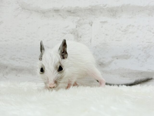 ちっちゃなパンダみぃーつけたっ!🐼デグー(パイド) 女の子 デグー