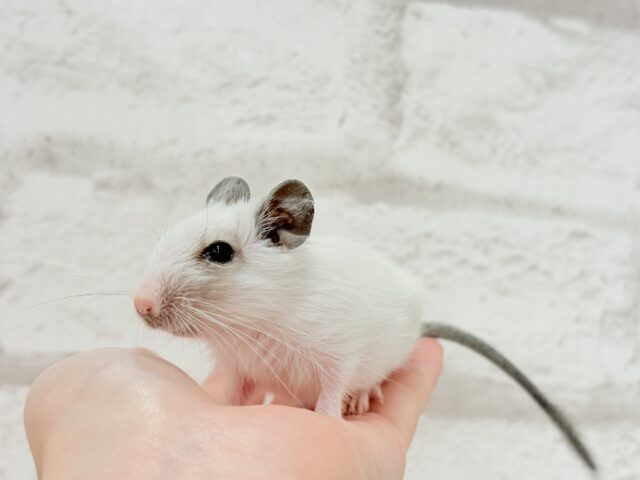 ちっちゃなパンダみぃーつけたっ!🐼デグー(パイド) 女の子 デグー