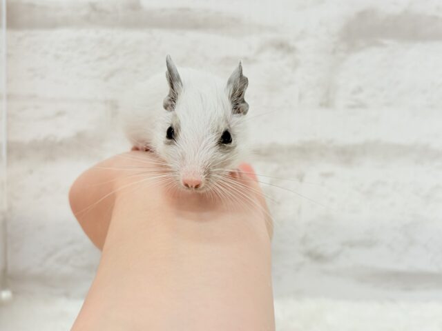 ちっちゃなパンダみぃーつけたっ!🐼デグー(パイド) 女の子 デグー