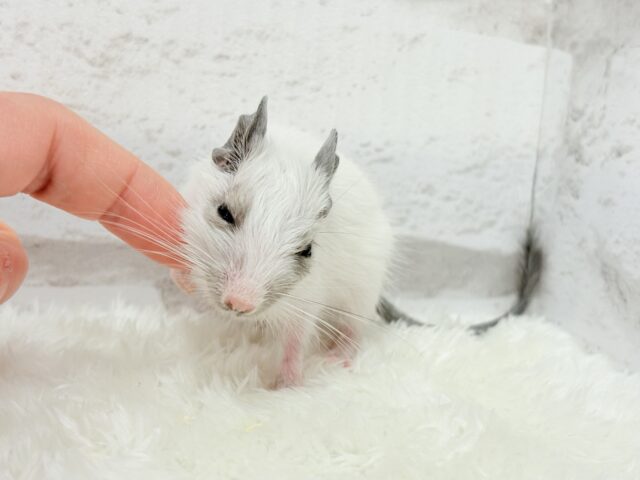 ちっちゃなパンダみぃーつけたっ!🐼デグー(パイド) 女の子 デグー