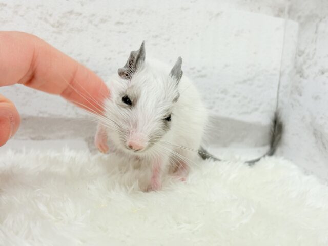 ちっちゃなパンダみぃーつけたっ!🐼デグー(パイド) 女の子 デグー