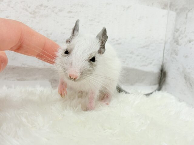 ちっちゃなパンダみぃーつけたっ!🐼デグー(パイド) 女の子 デグー