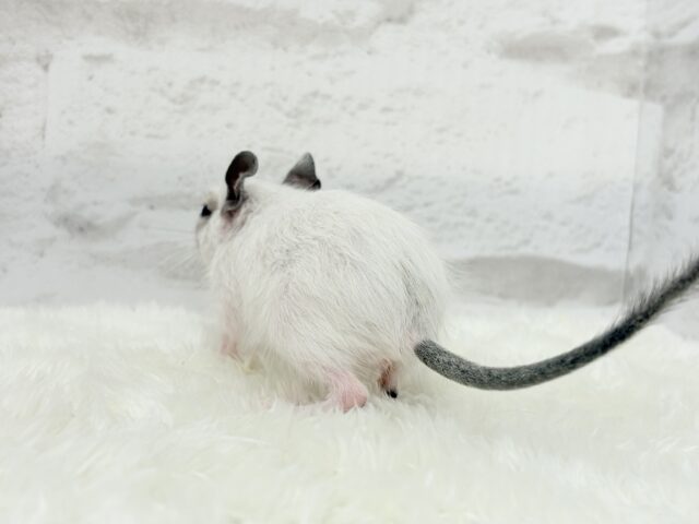 ちっちゃなパンダみぃーつけたっ!🐼デグー(パイド) 女の子 デグー