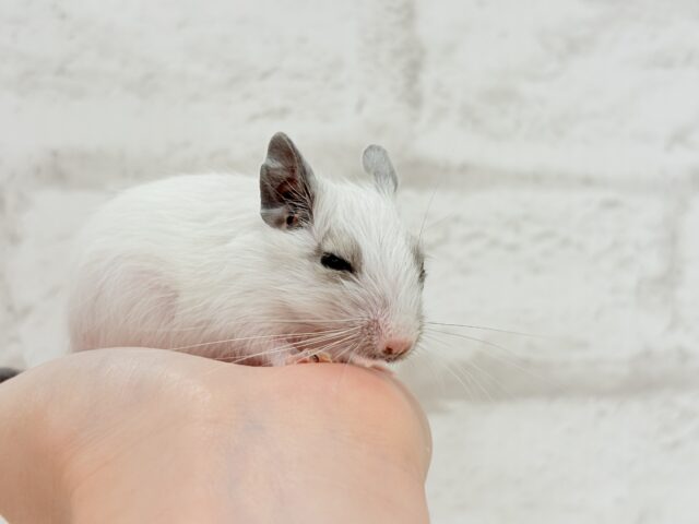 ちっちゃなパンダみぃーつけたっ!🐼デグー(パイド) 女の子 デグー