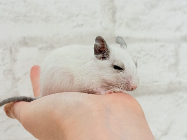 ちっちゃなパンダみぃーつけたっ!🐼デグー(パイド) 女の子 デグー