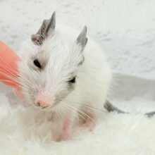 ちっちゃなパンダみぃーつけたっ！🐼デグー(パイド) 女の子