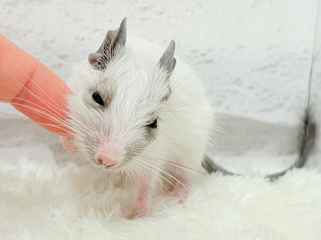 ちっちゃなパンダみぃーつけたっ!🐼デグー(パイド) 女の子 ちっちゃなパンダみぃーつけたっ!🐼デグー(パイド) 女の子