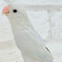 【最新画像更新🪄ひとり餌・カゴデビュー‪☆】”透明感”って言葉がピッタリ💎.*コザクラインコ(パリドオパーリンブルー) ヒナ