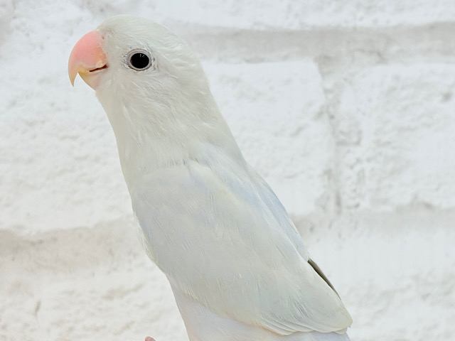 【最新画像更新🪄ひとり餌・カゴデビュー‪☆】”透明感”って言葉がピッタリ💎.*コザクラインコ(パリドオパーリンブルー) ヒナ