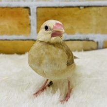11/11更新☆べたなれマロン🌰食いしん坊なんだよ〜シナモン文鳥❤️