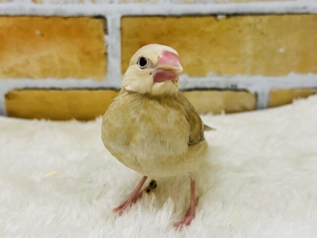 11/11更新☆べたなれマロン🌰食いしん坊なんだよ〜シナモン文鳥❤️
