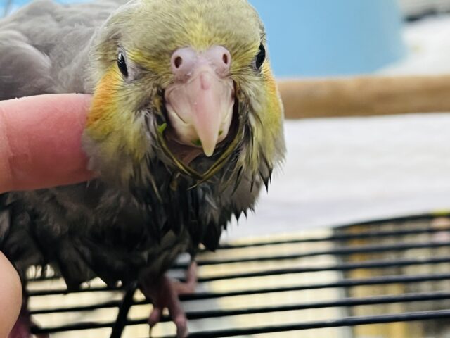 食欲には敵いませんね♡秋だもの🍠オカメインコ（ノーマル）雛入舎しました✨
