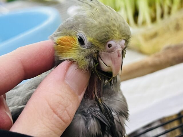 食欲には敵いませんね♡秋だもの🍠オカメインコ(ノーマル)雛入舎しました✨ オカメインコ