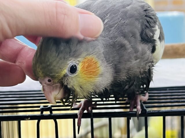オカメインコ