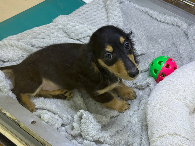 人大好き甘えん坊すぎる💓カニンヘンダックスの男のコきました〜🌟 カニンヘンダックス