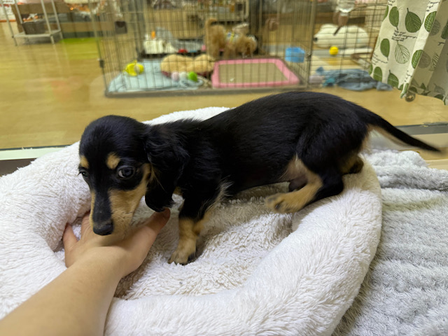 人大好き甘えん坊すぎる💓カニンヘンダックスの男のコきました〜🌟 カニンヘンダックス