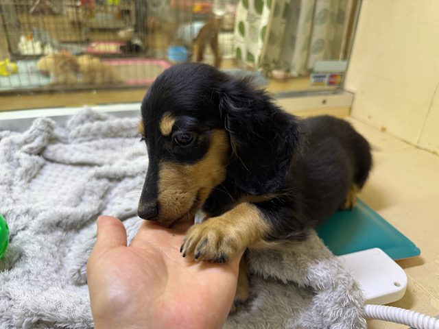 人大好き甘えん坊すぎる💓カニンヘンダックスの男のコきました〜🌟 カニンヘンダックス