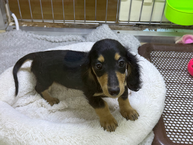 人大好き甘えん坊すぎる💓カニンヘンダックスの男のコきました〜🌟 カニンヘンダックス