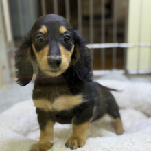 人大好き甘えん坊すぎる💓カニンヘンダックスの男のコきました〜🌟