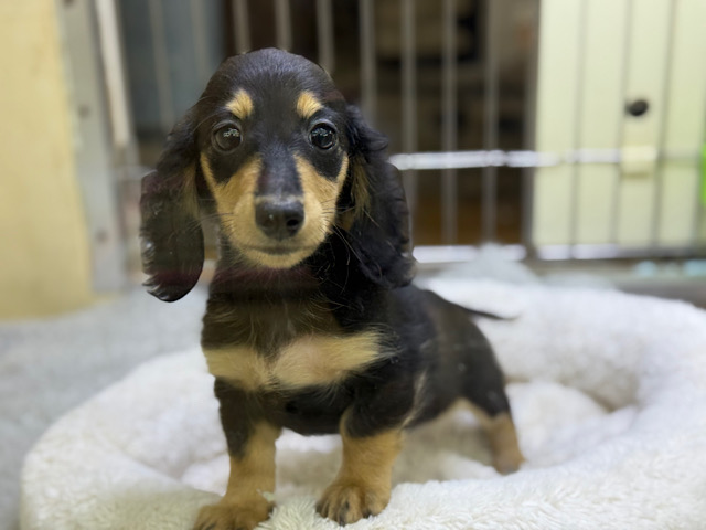 人大好き甘えん坊すぎる💓カニンヘンダックスの男のコきました〜🌟 カニンヘンダックス