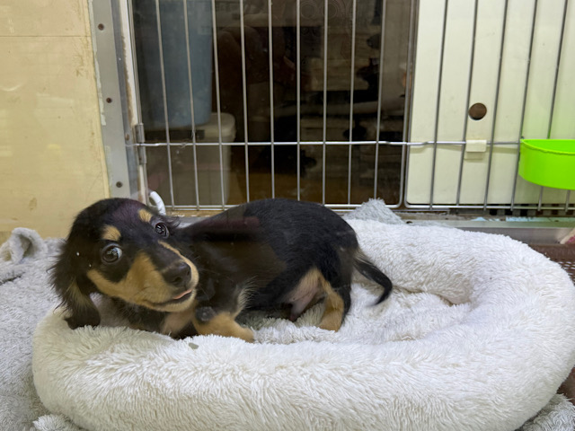 人大好き甘えん坊すぎる💓カニンヘンダックスの男のコきました〜🌟 カニンヘンダックス