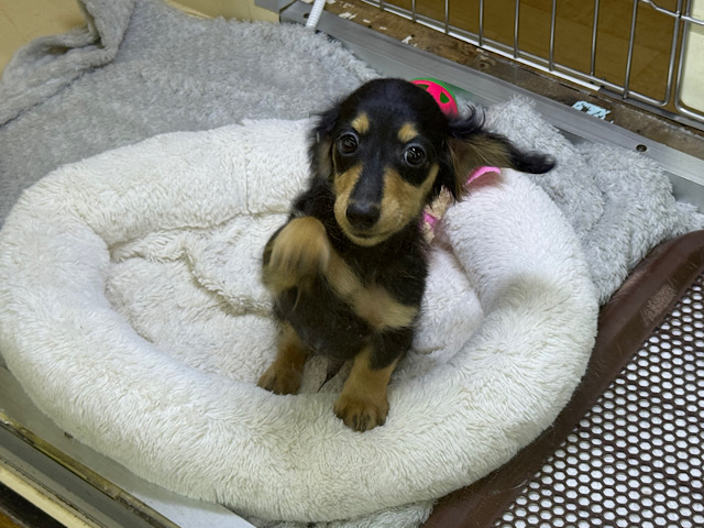 人大好き甘えん坊すぎる💓カニンヘンダックスの男のコきました〜🌟 カニンヘンダックス