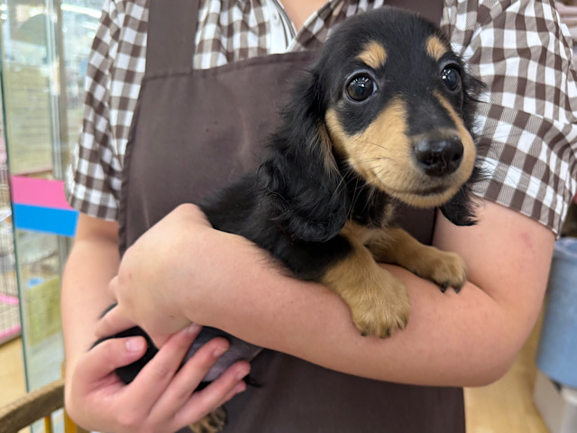 人大好き甘えん坊すぎる💓カニンヘンダックスの男のコきました〜🌟 カニンヘンダックス
