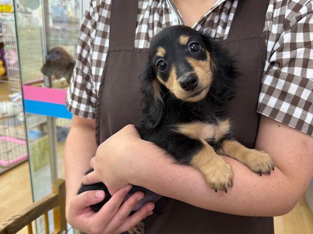 人大好き甘えん坊すぎる💓カニンヘンダックスの男のコきました〜🌟 カニンヘンダックス