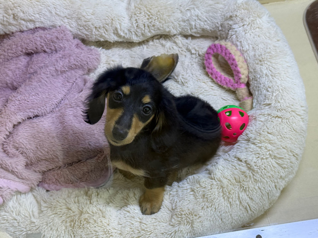 人大好き甘えん坊すぎる💓カニンヘンダックスの男のコきました〜🌟 カニンヘンダックス