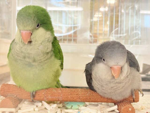 オキナインコ