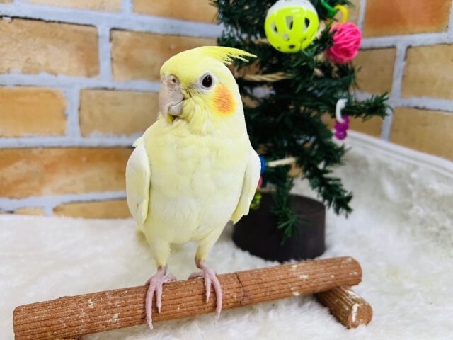 オカメインコ