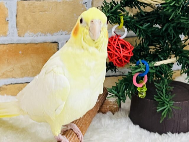 新品★オカメインコ★ルチノー★クリスマス・オーナメント★木製★一点もの★アート★ 新品☆オカメインコ☆ホワイト☆クリスマス・オーナメント☆木製☆一点