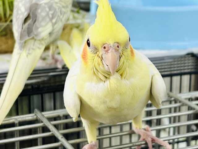 オカメインコ