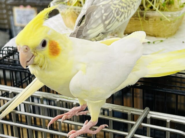 オカメインコ