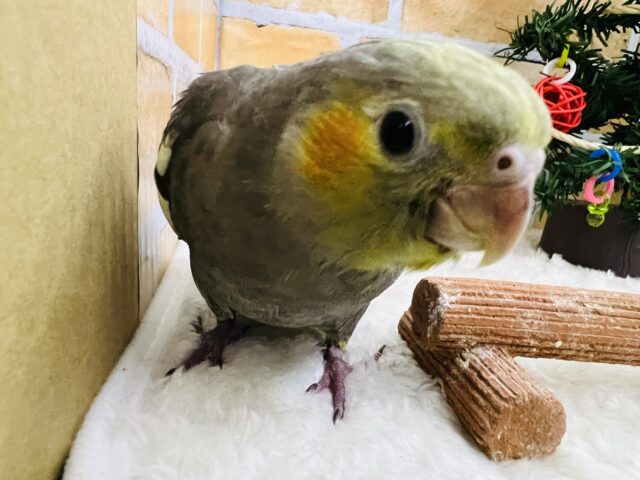 オカメインコ
