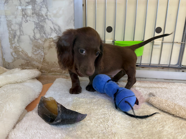 ミニチュアダックス