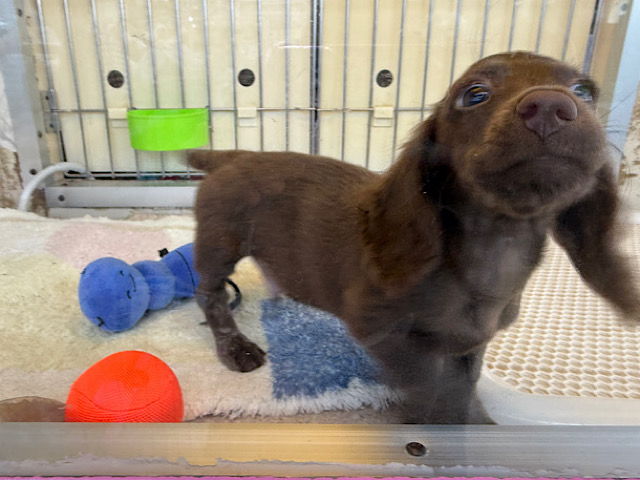 ミニチュアダックス