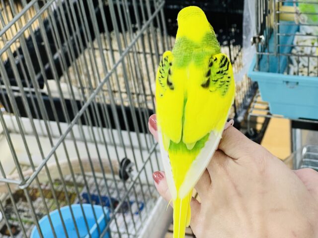 セキセイインコ