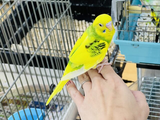 セキセイインコ