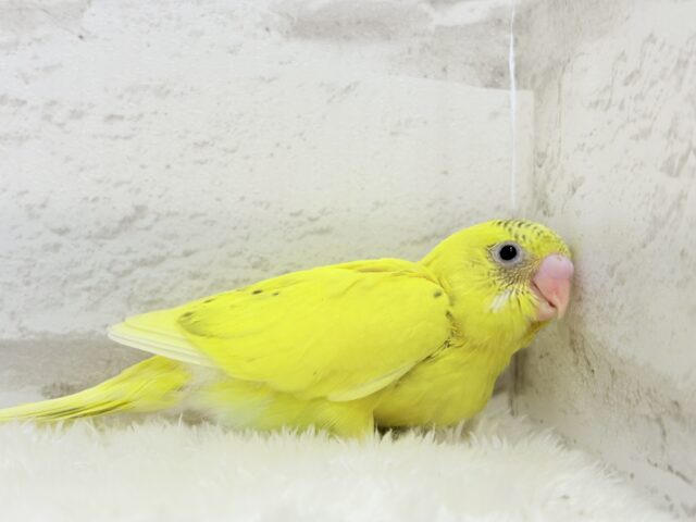 セキセイインコ