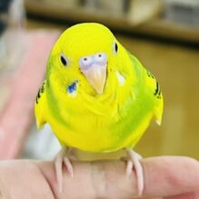 人慣れしすぎ注意⚠️❓セキセイインコ(グリーンパイド)入荷しました❤️