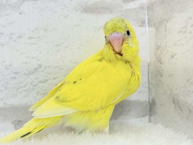セキセイインコ