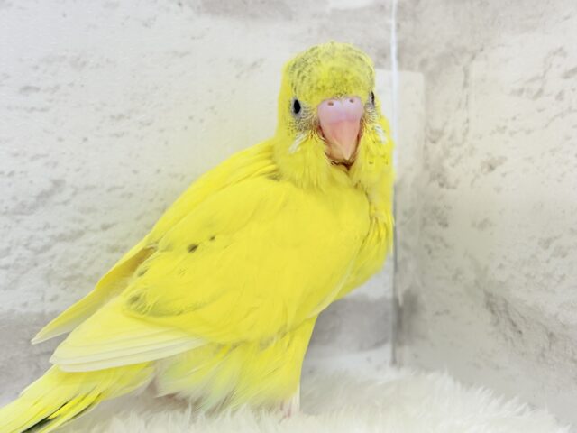 セキセイインコ