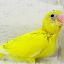 【最新画像更新🪄】サンサンイエロー🐥🌻セキセイインコ(黄色ハルクイン) ヒナ